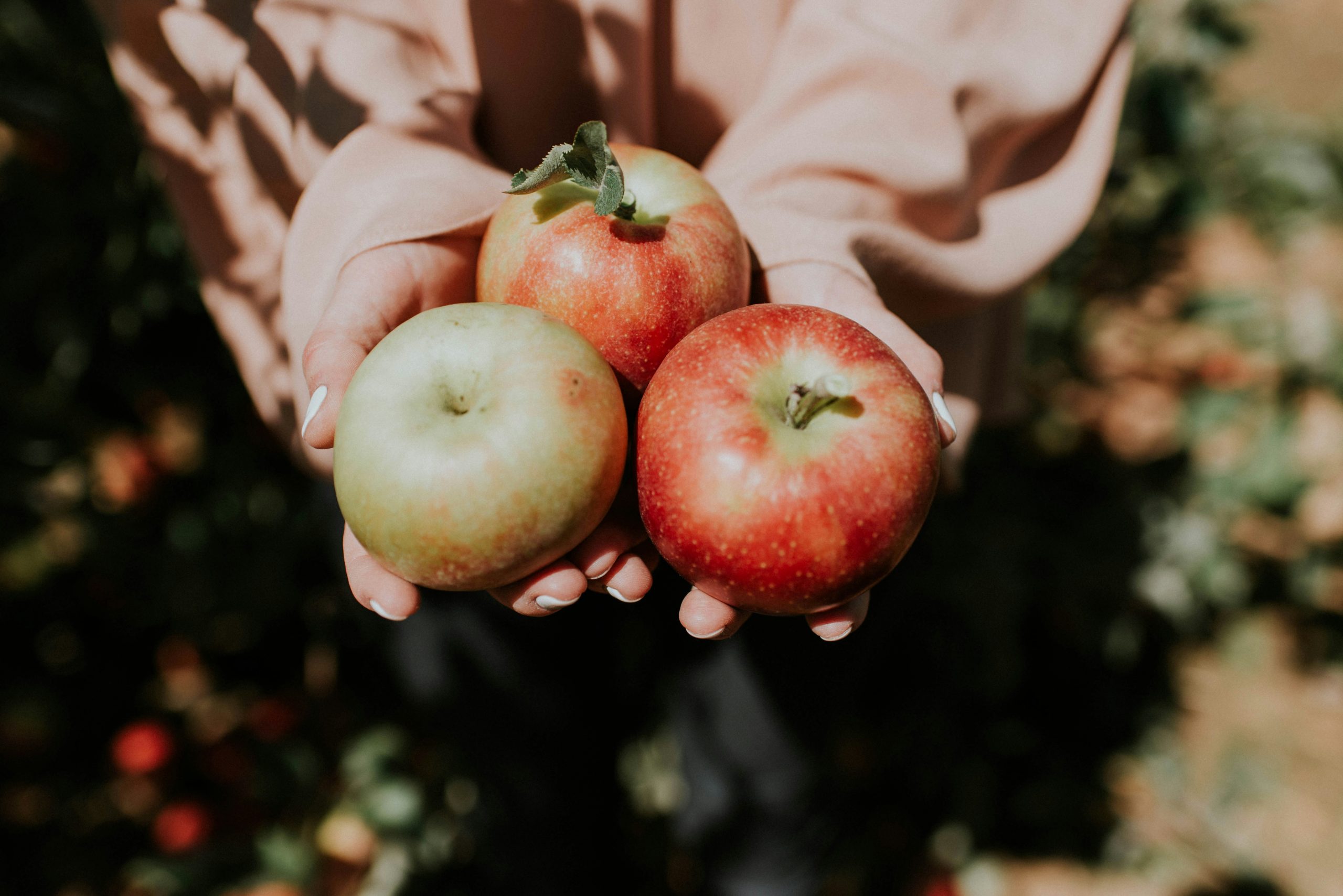 apple picking red apples