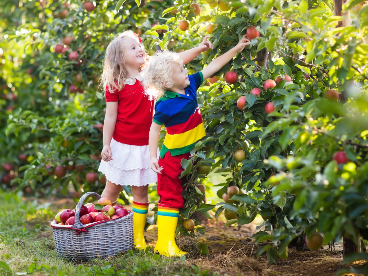 kids apple picking in an orchard