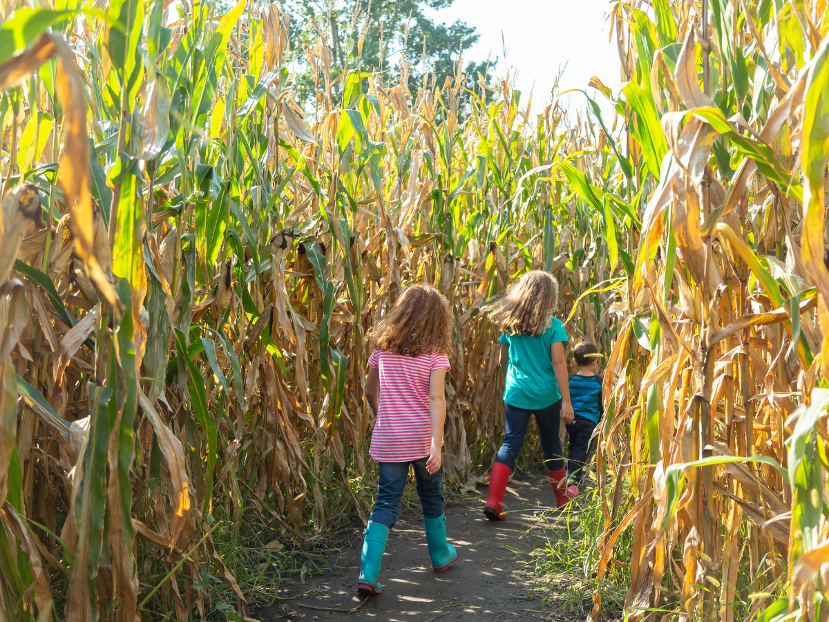 Apple picking spots near Atlanta: kids in a corn maze