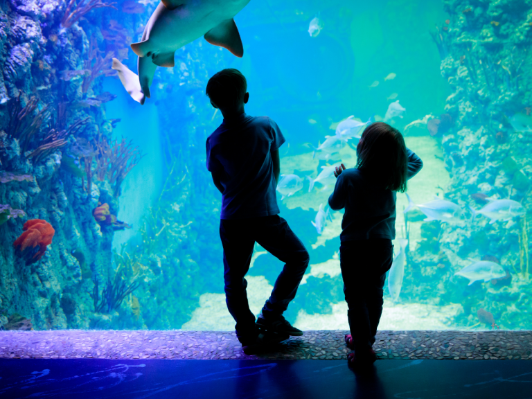 Things to Do in Atlanta with Kids: Atlanta Zoo