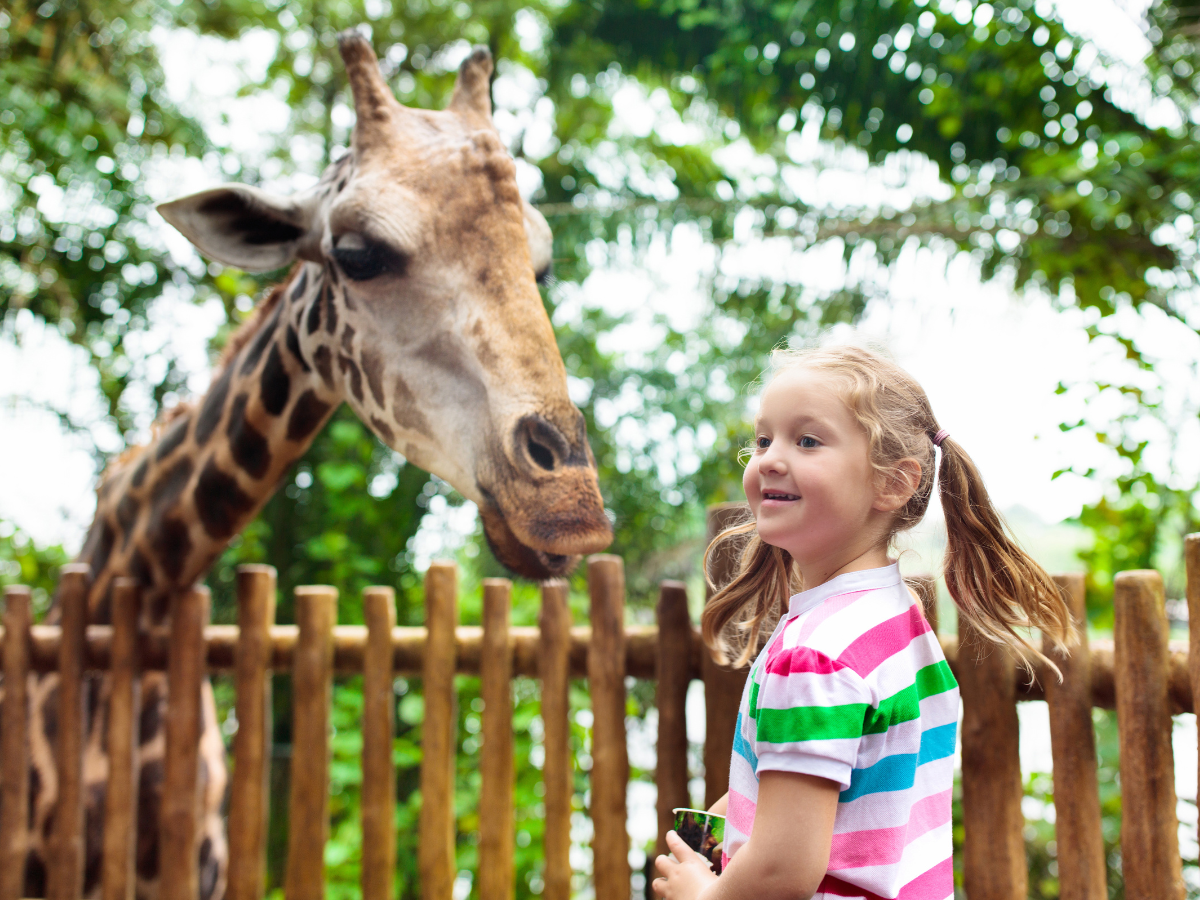 girl at the zoo with a giraffe