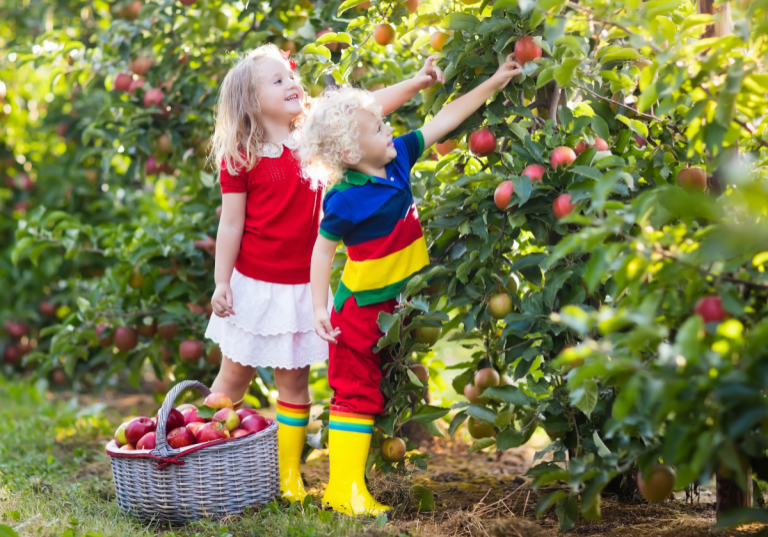 5 Best Apple Picking Spots Near Atlanta: kids apple picking in an orchard